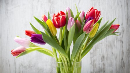 Фловерс Flowers цветы тюльпаны