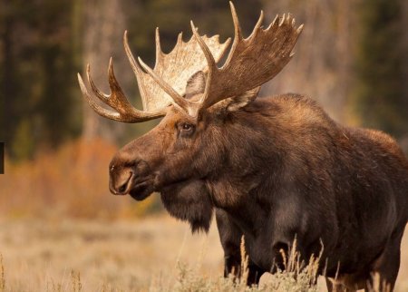 Лось (лат. Alces alces)