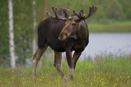 Аляскинский Лось