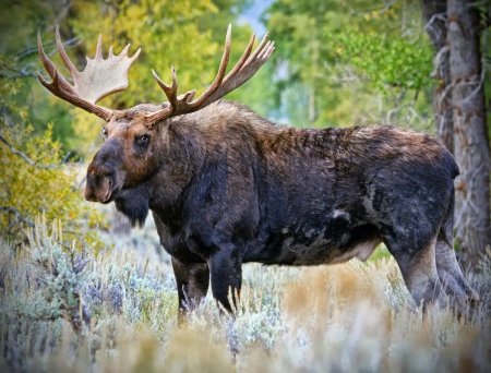 Европейский Лось alces alces