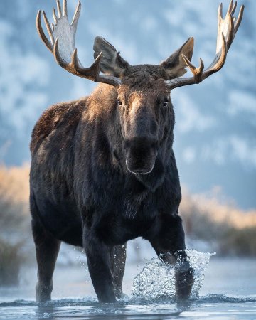 Американский Лось