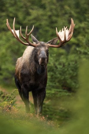 Европейский Лось alces alces