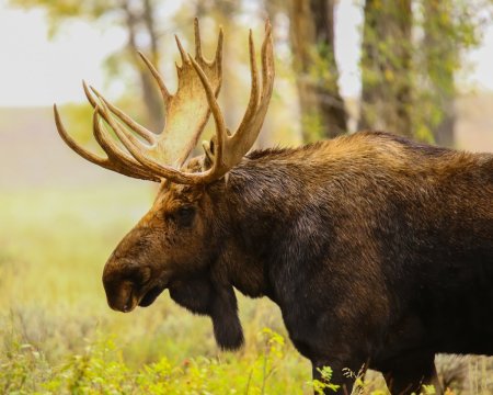 Восточно Сибирский Лось