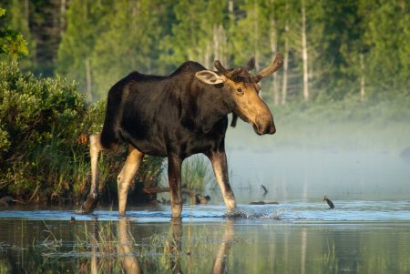 Животные Пензенской области Лось