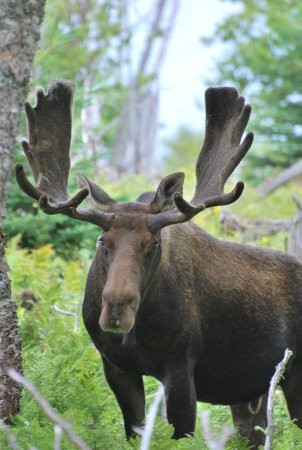 Североамериканский Лось