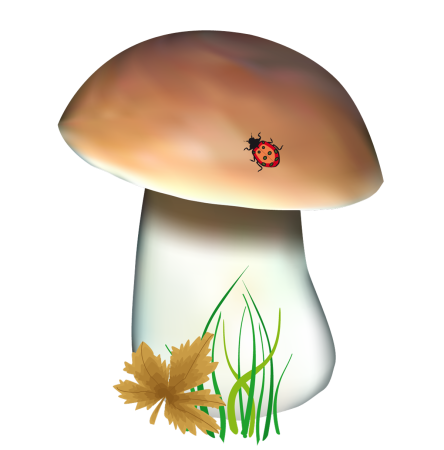 Грибы на прозрачном фоне