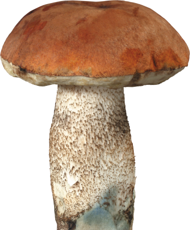 Гриб Боровик на белом фоне