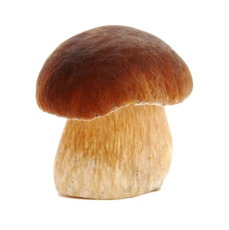 Грибок Боровик