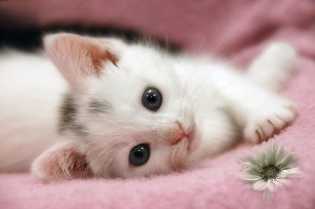 Маленький котенок