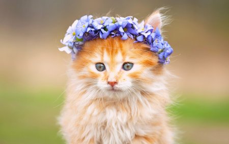 Красивые кошечки