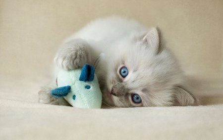 Очень милые котята