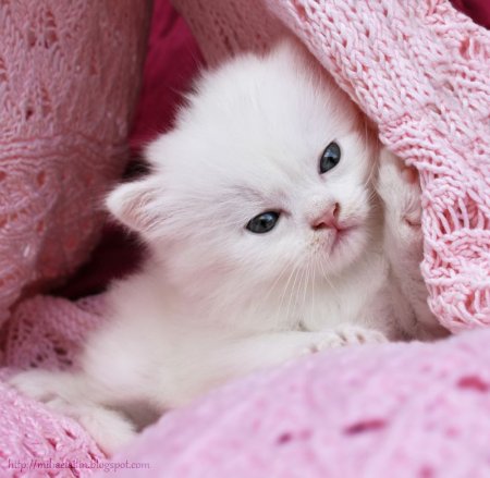 Кошки маленькие