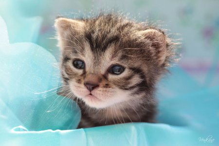 Милые котятки