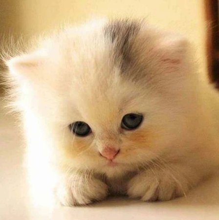 Милые маленькие котятки