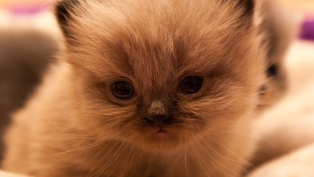 Милый кот