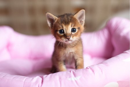 Маленький котенок
