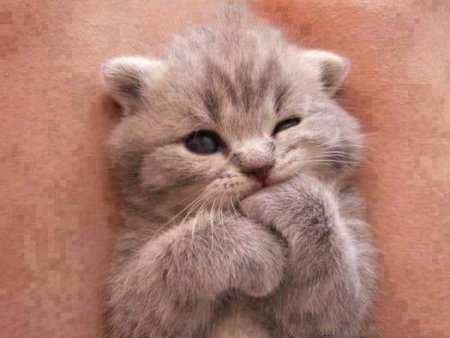 Самые милые котики на свете