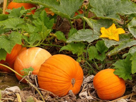 Тыква Cucurbita maxima