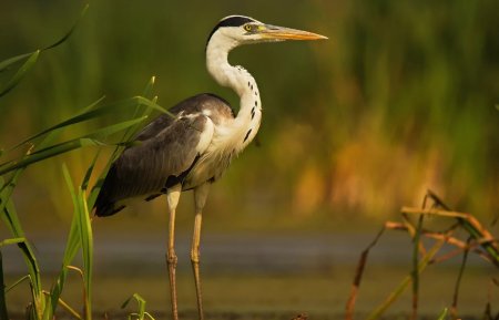 - Серая цапля- серая цапля