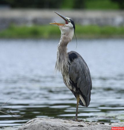Ardea herodias