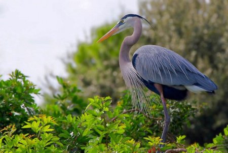 Great Blue Heron птица