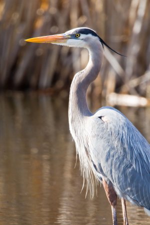 Great Blue Heron птица