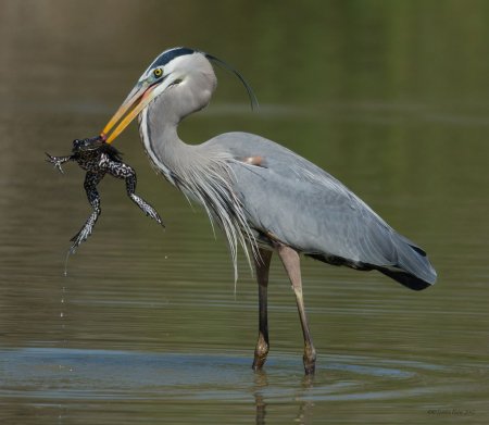 Great Blue Heron (Ardea herodias)