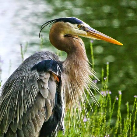 Черношейная цапля Ardea melanocephala