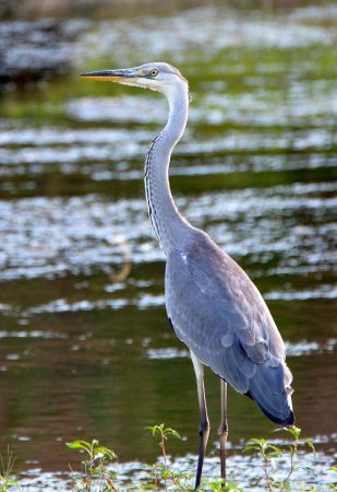 Птица Ardea cinerea