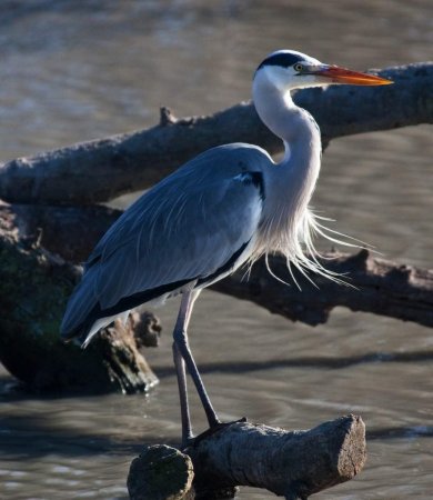 Птица Ardea cinerea