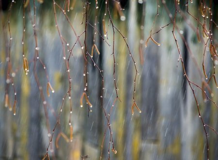 Дождь весной