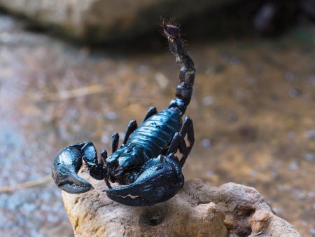 Скорпион Heterometrus cyaneus
