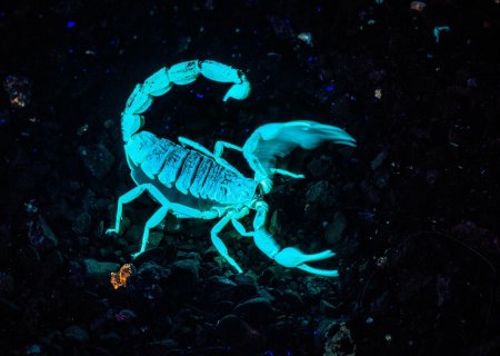Голубой Императорский Скорпион