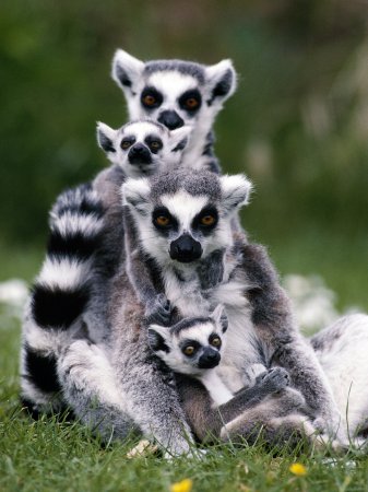 Кошачий лемур детеныш