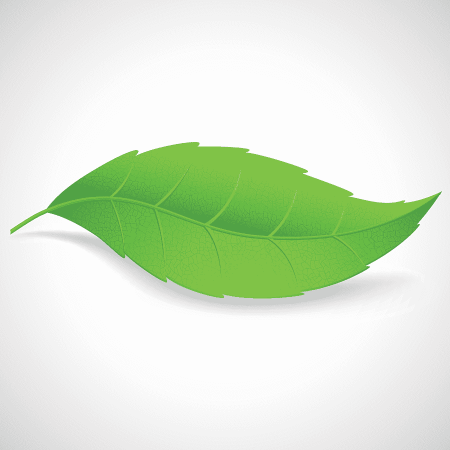 Листья на белом фоне