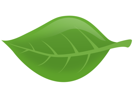 Зеленый лист дерева