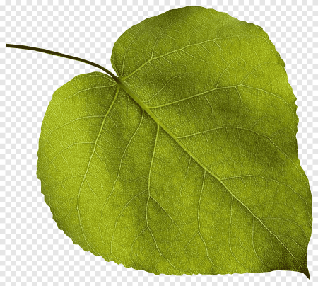 Лист тополя