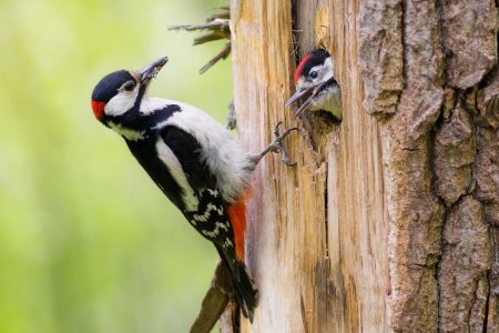 Птица дятел