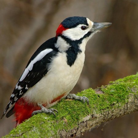 Хохлатый дятел