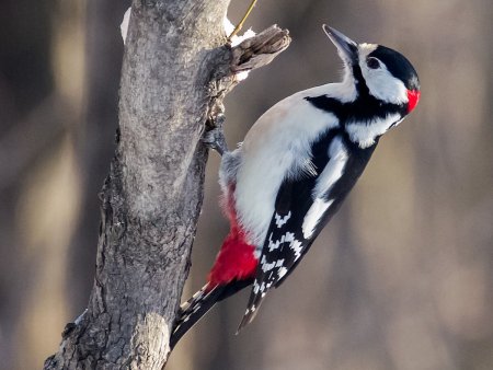 Хохлатый Красношапочный дятел