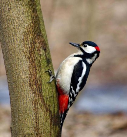 Красноперый дятел