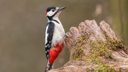 Дятел Красношапочник