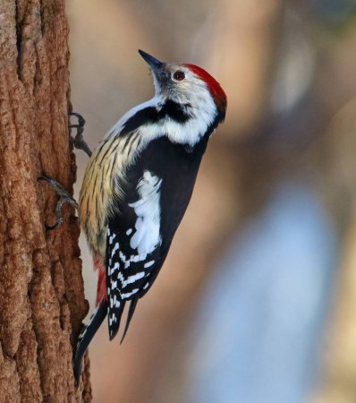 Краснохвостый дятел