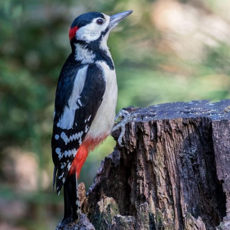 Хохлатый Красношапочный дятел