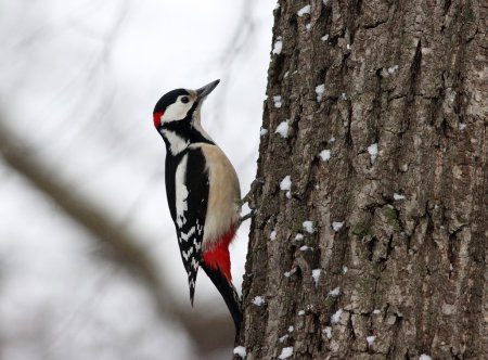 Большой пестрый дятел отряд
