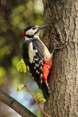 Пестрый дятел птица