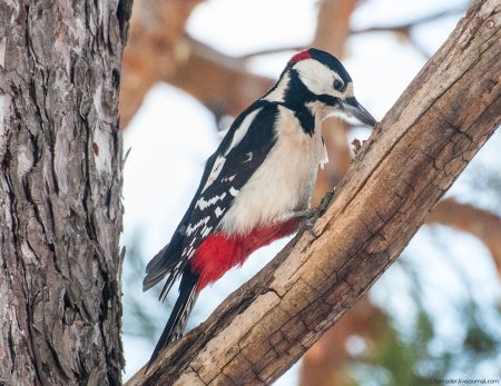 Дятел красноголовик