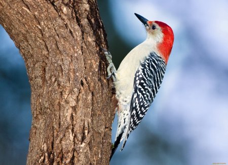 Хохлатый Красношапочный дятел