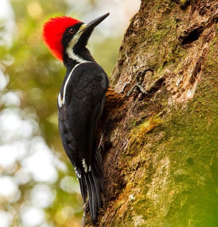 Императорский дятел (Campephilus Imperialis)