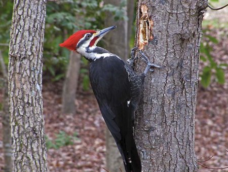 Королевская Желна дятел
